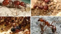 Типи та назви мурашок